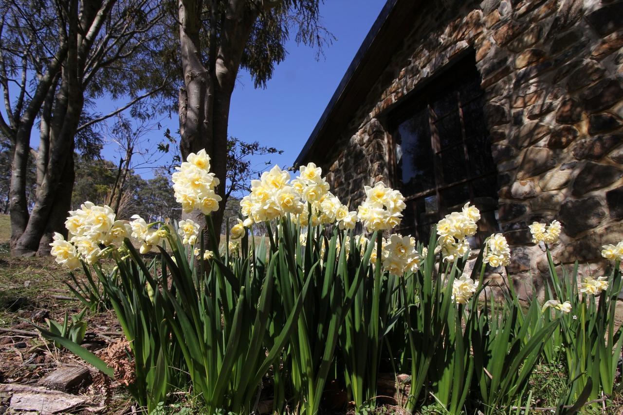 Buckland The Great House Bnb المظهر الخارجي الصورة